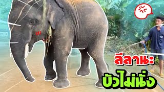 บัวบานอาบน้ำ ❗️ใช้สมองกว่าจะนั่ง 😂elephant