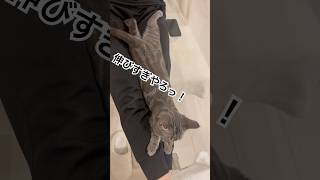 【猫動画】伸びすぎな猫#shorts#アメリカンショートヘア#ほのぼの