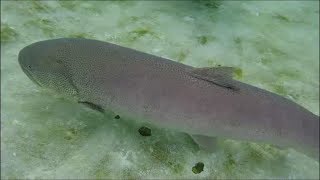 魚津水族館の屋外円形水槽のチョウザメとイトウ