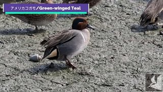 アメリカコガモ/Green winged Teal