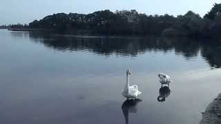 苫小牧市～「ウトナイ湖の秋～渡り鳥の休憩池」