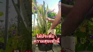 ลิ้นมังกร|Snake Plant #ต้นไม้มงคล #ลิ้นมังกร #richplants #ปลูกแล้วรวย #เสริมบารมี #โชคลาภ #คนชอบปลูก