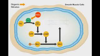 Nitric Oxide Vasodilation animation video