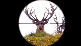 Hunting Red Deer in the Roar with 270 Win Rifle, Neck Shot for Venison in NZ part 81 Ep 1