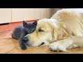 Adorable Golden Retriever and Kitten Become Best Friends