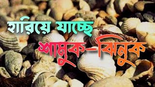 হারিয়ে যাচ্ছে শামুক ঝিনুক | Snails and oysters are disappearing