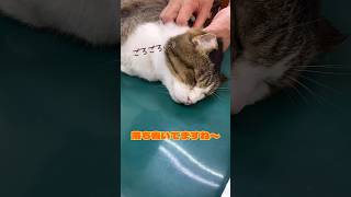 【手術前の検査】手術内容は歯石取りだったがまさかの！？#動物病院 #猫 #ねこ部  #歯石取り #抜歯 #かわいい