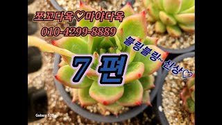 #쪼꼬다육 #7편 판매영상#多肉植物 #succulent #다육식물 #니폰마리아 #블링블링#화랑철화#블루드레곤