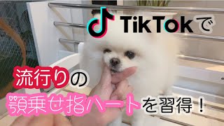 【ポメラニアン】新芸「あご乗せ」をする獅子丸にキュン♡トレーニングからマスターするまで一挙公開！｜ふわもこな犬猫兄弟