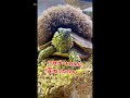 アルマジロトカゲが大変身？！まさかの結果に🤣笑 shorts 爬虫類 reptiles アルマジロトカゲ armadillo ai ai生成