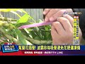 幫蘭花插管 波霸珍珠吸管避免花梗遭凍傷