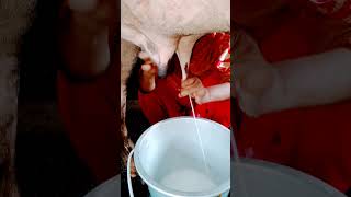 #short যশোরের খাঁটি গরুর দুধ ।very smartly cow milking by hand#viralshot #video #2023