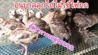 อนุบาลลูกไก่ไม่ใช้ไฟกก อัตราการรอด90%✓✓✓