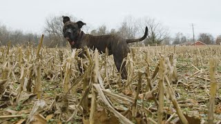 Farm Dog of the Year: People's Choice Pup