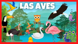 Las AVES para Niños en Español | Sonidos de aves | Videos educativos