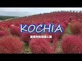 2024 Kochia - Hitachi seaside park 國營常陸海濱公園