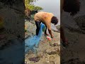 ஆற்றில் வலை வீசி பிடித்த ஜிலேபி மீன் fishermen reels amazing