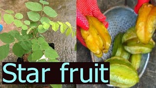 วิธีการปลูกมะเฟืองจากเมล็ด | มะเฟือง - How to grow a carambola from seeds | Star fruit tree