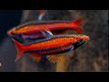 New Fish Tour - CORAL RED Pencilfish, SPOTTED Rio Nanay Angels, and MORE