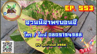 🟡 สวนนิสาพรบอนสี EP  553 🟡 บอนสีสวยๆราคาแบ่งปัน 24 ก.พ. 68 โทร / ไลน์ 0805194988