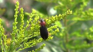 Ground Beetle, セアカヒラタゴミムシ