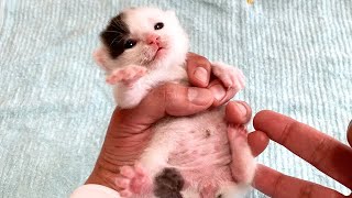 おしっこがたくさん出る赤ちゃん猫たち