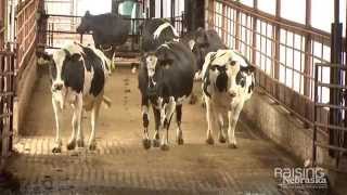 Do cows mind being milked?