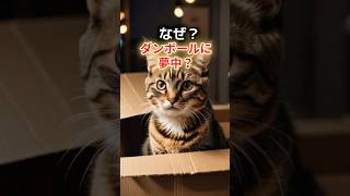 なぜ猫は段ボールに夢中になるの？ #猫のいる暮らし #ねこたんの解説 #動物