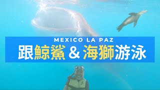 跟鯨鯊＆海獅游泳＠墨西哥拉巴斯Swim with whale shark and sea lion in La Paz, Mexico