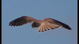 Black Shouldered Kites and Nankeen Kestrals