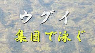 ウグイ　集団で泳ぐ