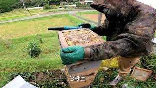 4K　蜂蜜採れた！我が家の日本ミツバチが集めてきた蜂蜜。