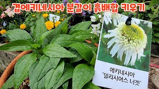 #에키네시아 #분갈이 #흙배합 #키우기 처음처럼야생화