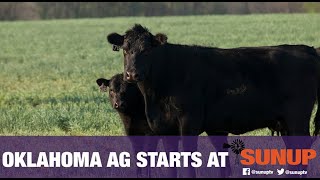 Cow-Calf Corner - Fence Line Weaning (8/21/21)