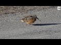 tiny dancing bird struts his stuff