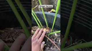 Easy Ginger harvest from my container garden #shorts