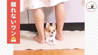 ママのお料理中💕 足元にピッタリ寄り添うチワワさん、その理由は？🐶✨【PECO TV】