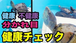 カメの健康チェック