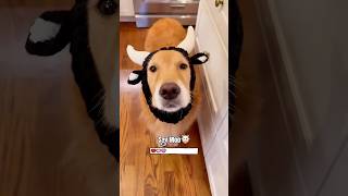 Funny cats and dogs 😂😂 episode 132 #shorts