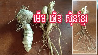 យិន សិនខ្មែរ-Khmer Ginseng : ឱសថព្យាបាល បុរសខ្សោយ ពេលប្រយុទ្ធ ជាមួយប្រពន្ធ_Khmer Medicine