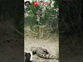 WAW..KELUARGA JAGUAR SEDANG ASIK BERMAIN DI HAMPIRI BUAYA EUY#animals #crocodile #tiger #vidioshort