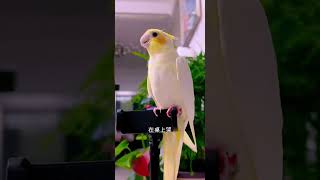 #快分享计划 #夏日萌友季 #神奇动物在快手不一样 #cuteparrot #parrot #birds