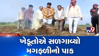 Rajkot: Farmers set groundnut crops on fire, demand crop insurance | TV9GujaratiNews