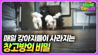 오직 강아지에게만 보인다...? 모두를 놀라게 한 창고방 미스터리┃ 와!진짜? 세상에 이런일이┃The Garage Mystery That Put Everyone In Shock!