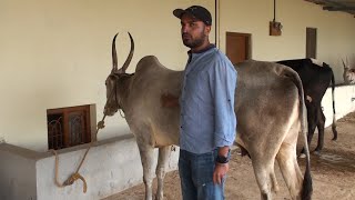 Choosing and buying Hallikar cows | Varthur Santhosh explains