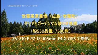 世羅高原農場（広島・世羅町）ダリアとガーデンマム祭りが見頃（約550品種・7500株）。ZV-E10 E PZ 18-105mm F4 G OSS で撮影。