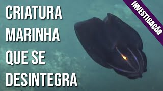 Desmistificando: criatura marinha que se desintegra