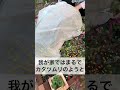 【冬支度】霜対策❄️ 園芸 お庭 gardening 冬 こたつ おばあちゃんと孫 いつもご視聴ありがとうございます