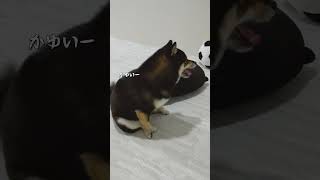 笑顔でお尻歩きする愛犬【黒豆柴】