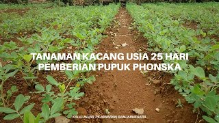 Pemberian Pupuk Phonska untuk Tanaman Kacang